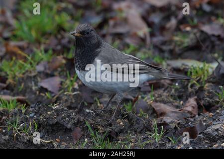 Male Black-throated Thrush a rare vagrant from Siberia. Stock Photo