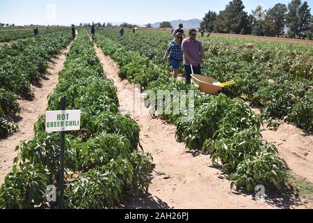 Wilcox, AZ. U.S.A. Oct. 12, 2019. Apple Annie’s U-Pick Produce-food, u-pick corn, pumpkins, beans, tomatoes, peppers, chilis, zucchini, eggplant, etc. Stock Photo