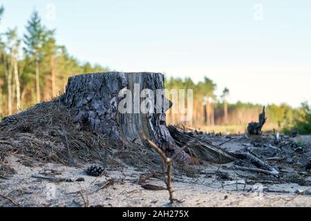 cleared forest at the construction site of the A14 motorway between Dolle and Luederitz in Germany Stock Photo