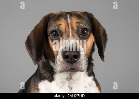 Beagle, female, 7 years old, UK Stock Photo