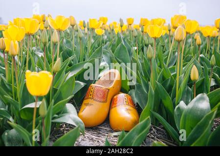 Close up typical dutch national wooden clogs . Traditional netherlands wooden yellow klompen shoes stand on the ground between colorful yellow tulip f Stock Photo