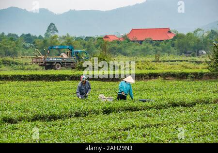 Vietnamese women working in field picking tea leaves, Thai Nguyen Province, Northern Vietnam, Asia Stock Photo