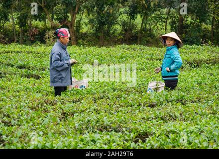 Vietnamese women working in field picking tea leaves, Thai Nguyen Province, Northern Vietnam, Asia Stock Photo