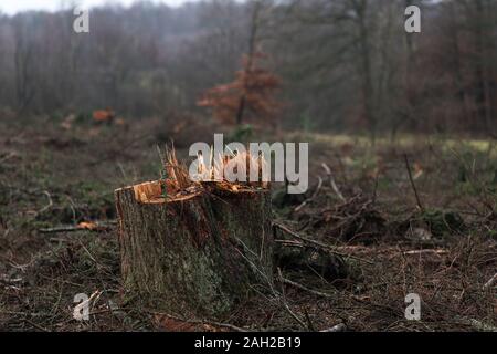Tree stump in an autumn forest Stock Photo