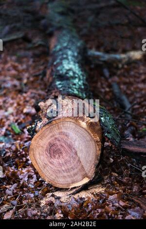 autumn tree felled in the forest Stock Photo