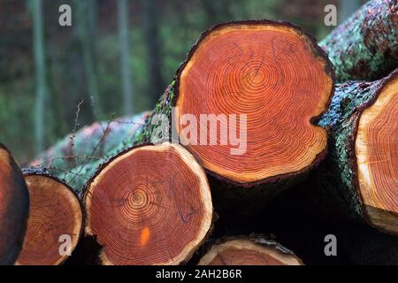 autumn trees felled in the forest on a stack Stock Photo