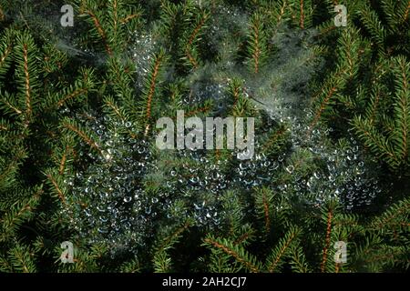 Rain drops caught in spiderweb on pine tree Stock Photo