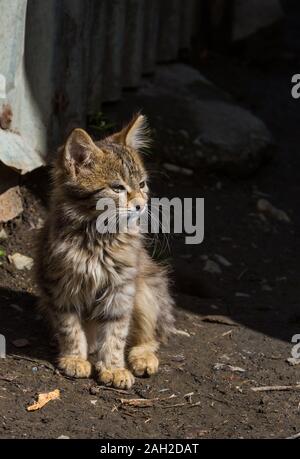dramatic image of a cut furry little kitten standing outside getting some sunshine high in the caribbean mountains. Stock Photo