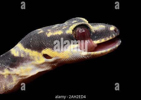 Inland Marbled Velvet Gecko cleaning eye Stock Photo