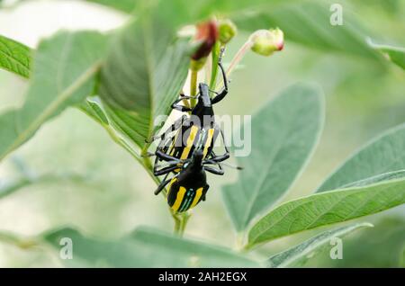 Jamaican Citrus Weevils Couple On Leaf Stock Photo