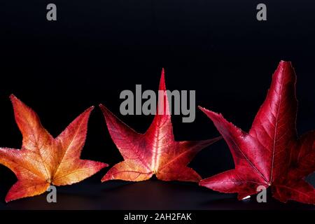 Autumn maple color leafs. isolated on black background with copy spaces. Fall Winter concept. Stock Photo