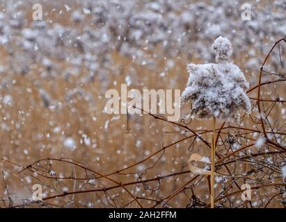 phragmite australis land covered by snow during a snowstorm Stock Photo