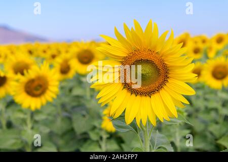 Beautiful sunflower  field on summer at Lop buri province,THAILAND Stock Photo