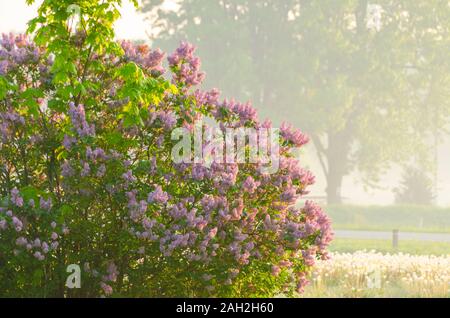 Morning sunlight illuminates the leaves and blooming flowers of lilac-Syringa vulgaris. Early morning mist pervades the air and creates a haze. Stock Photo