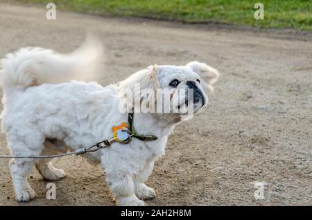 A thick coat of hair covers a pug. The adorable dog is on a metal leash, while it wags its tail. Stock Photo