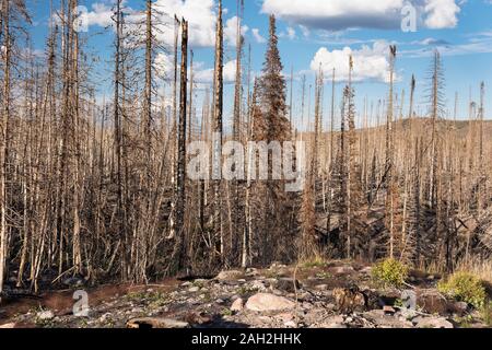 Routt National Forest Recreation Area with Big Creek Lakes and campground on the edge of Mount Zirkel Wilderness. Post-fire view of Beaver Creek Fire. Stock Photo