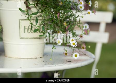 Erigeron karvinskianus. Fleabane Daisy flowers in a flower pot on a garden table. UK Stock Photo