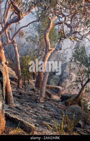 Singed by fire Stock Photo - Alamy