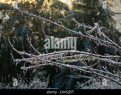Icicles draped from tree branches after an ice storm in Connecticut Stock Photo