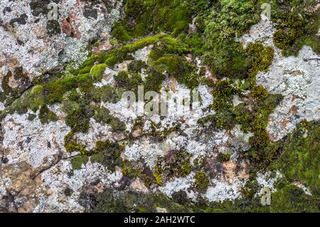 Dark green coloured moss growing on limestone rocks Stock Photo