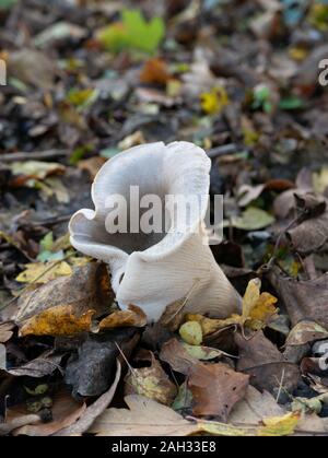 Clitocybe nebularis or Lepista nebularis, commonly known as the clouded agaric or cloud funnel Stock Photo