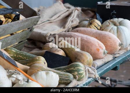 A selective view of many old types of organic pumpkins on a wooden board Stock Photo