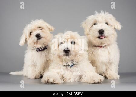 Coton de Tulear puppies (12 weeks old) , photographed in the UK Stock Photo