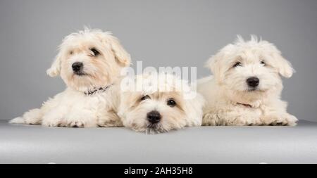 Coton de Tulear puppies (12 weeks old) , photographed in the UK Stock Photo