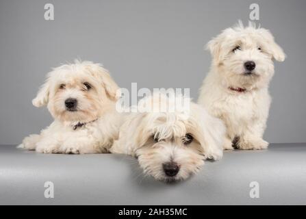 Coton de Tulear puppies (12 weeks old) , photographed in the UK Stock Photo