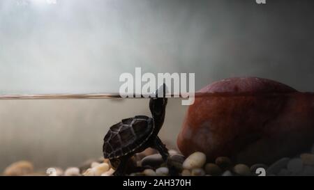 Common musk turtle Sternotherus odoratus in a pond Stock Photo