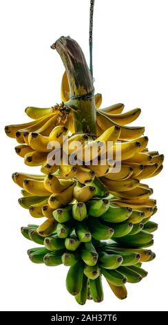 A bunch of natural real canarian green and ripe fragrant yellow bananas hanging on a nylon cord. Isolated on white background. Stock Photo