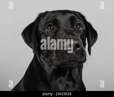 Black Labrador Retriever in the UK Stock Photo