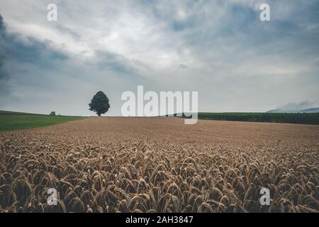 Lonely Tree with clouds on the sky and a Field of Wheat in front of in the bavarian forest Stock Photo