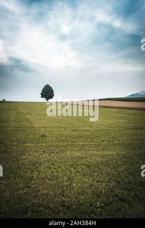 Lonely Tree with clouds on the sky and a Field of Wheat in front of in the bavarian forest Stock Photo