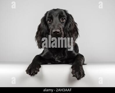 5 month old black cocker spaniel puppy relaxing, photographed in the UK. Stock Photo