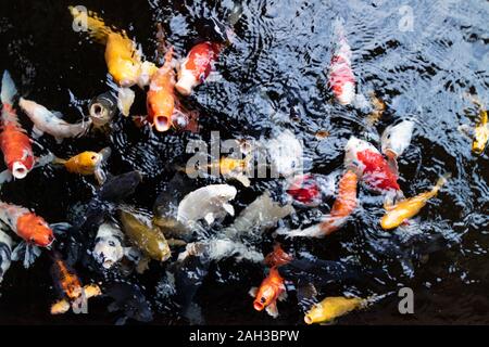Fish massing together to try and take the bait. Stock Photo