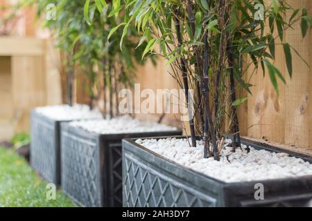 Bamboo planted in pots contempary mordern Stock Photo
