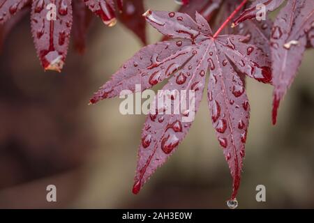 Japense maple acer atropurpureum red maple