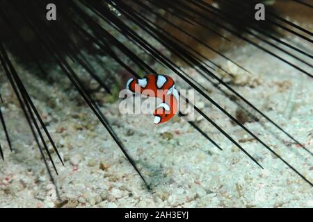 A juvenile yellow-tail wrasse is hiding among the needles of the sea urchin, Danao, Panglao, Philippines Stock Photo