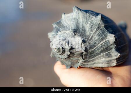 close up of big seashell in a female hand Stock Photo