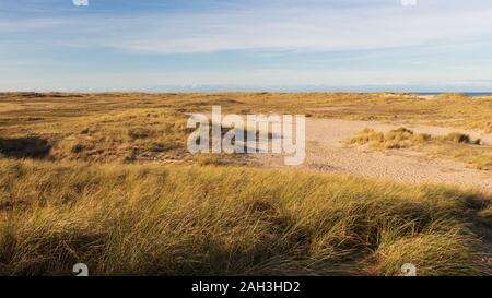 panoramic view of a beach with marram grass a protected landscape at Sylt Stock Photo