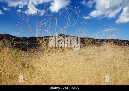 Close-up view of dry gypsophila paniculata flowers. Stock Photo