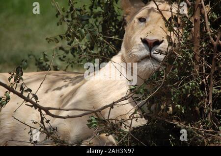 White lion through the shrubs Stock Photo