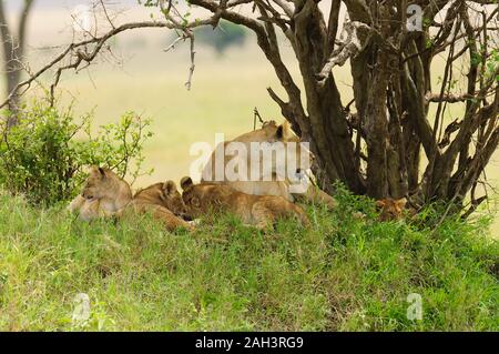 Closeup of a  Lion pride (scientific name: Panthera leo, or 'Simba' in Swaheli)  in the Serengeti National park, Tanzania Stock Photo