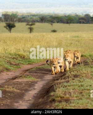 Lion pride (scientific name: Panthera leo, or 'Simba' in Swaheli)  in the Serengeti National park, Tanzania Stock Photo