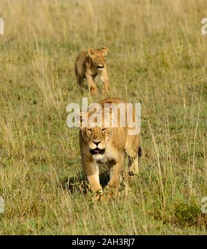 Lion pride (scientific name: Panthera leo, or 'Simba' in Swaheli)  in the Serengeti National park, Tanzania Stock Photo