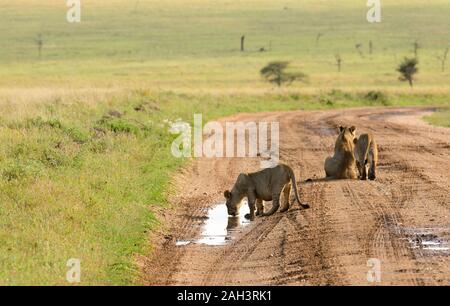 Lion pride (scientific name: Panthera leo, or 'Simba' in Swaheli)  in the Serengeti National park, Tanzania Stock Photo