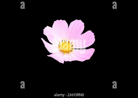 pink Cosmos bipinnatus flowers isolated on white background. Stock Photo