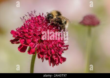 Knautia macedonica flower head with bumble bee feeding on pollen in sunshine Stock Photo