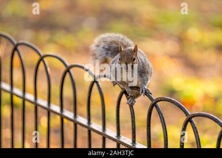 Squirrel in St James Park, London. Cute little animals. You can  feed they from your hands Stock Photo